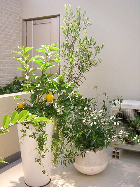 マンションベランダ　室外機を隠す大鉢、小鉢の植物