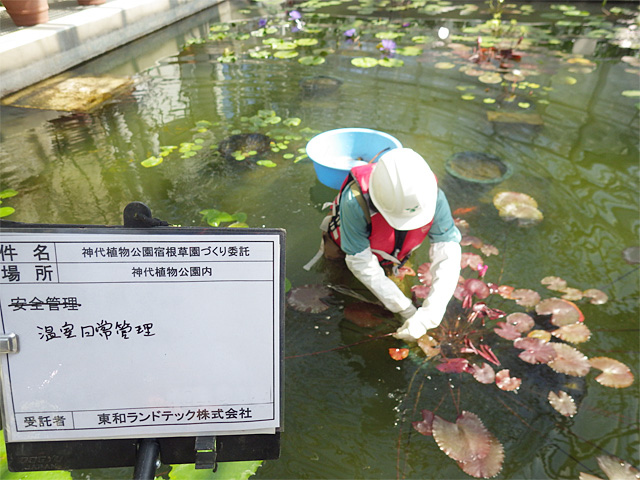 神代植物公園　溜池の清掃管理