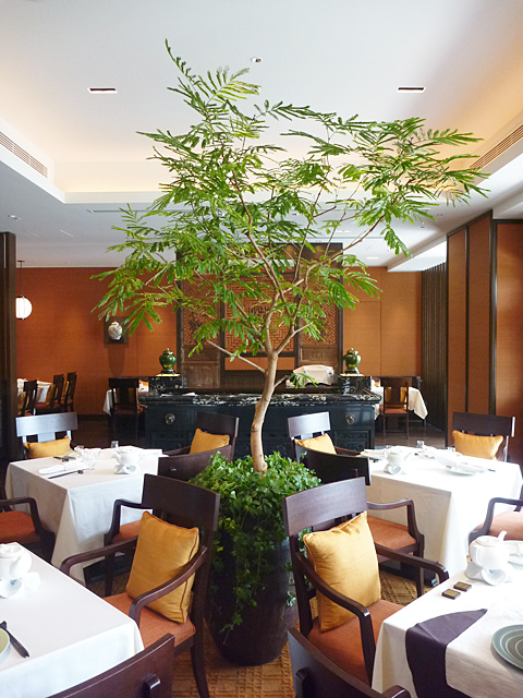 レストランの設置例　テーブルの並ぶ中央部分に存在感のある大きめの植物を設置