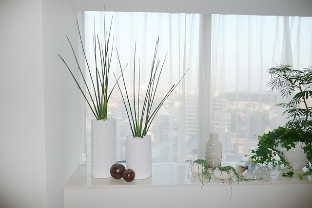 窓際のスペースには、邪魔にならないようにシンプルな観葉植物を