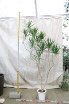当社温室　観葉植物等のシンボルツリー3