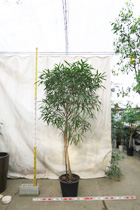 当社温室　観葉植物等のシンボルツリー5