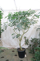 当社温室　観葉植物等のシンボルツリー8