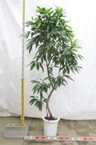 当社温室　観葉植物等のシンボルツリー18