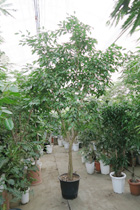 当社温室　観葉植物等のシンボルツリー20
