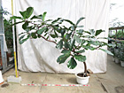 当社温室　観葉植物等のシンボルツリー21
