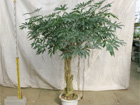 当社温室　観葉植物等のシンボルツリー22