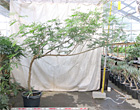 当社温室　観葉植物等のシンボルツリー24